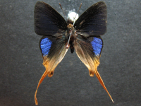 Bindahara phocides yurgama - Adult